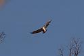 Princeton Square Hawk