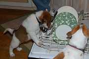 Thanksgiving_2006_025