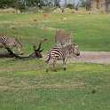 orlando_trip_02-08_011