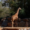 ZooVisit__0006